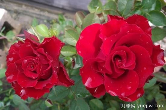 大花微月的永遠(yuǎn)/永恒系列月季都有哪些品種(圖2)