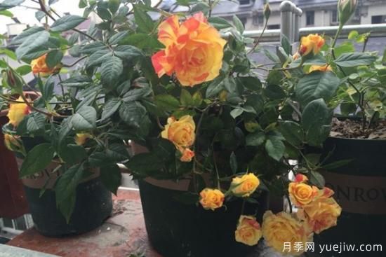 大花微月的永遠(yuǎn)/永恒系列月季都有哪些品種(圖7)