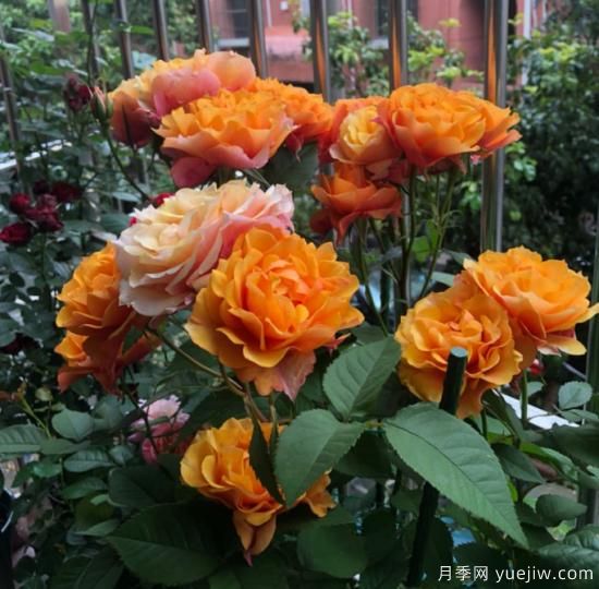 大花微月的永遠(yuǎn)/永恒系列月季都有哪些品種(圖5)
