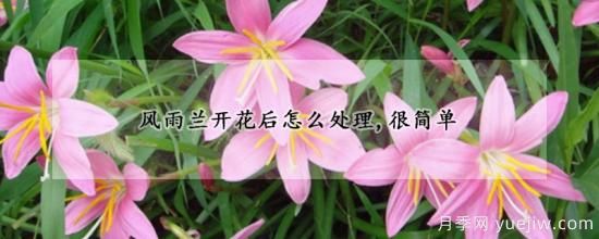 風雨蘭開花后怎么處理，很簡單(圖1)