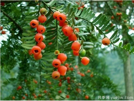 紅豆杉病蟲害的防治方法，莖腐病和白絹病是罪魁禍首(圖1)