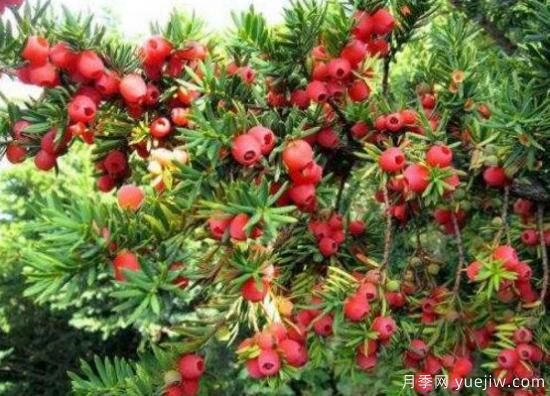 紅豆杉盆景怎么修剪，遵循兩點(diǎn)原則掌握六點(diǎn)方法(圖7)