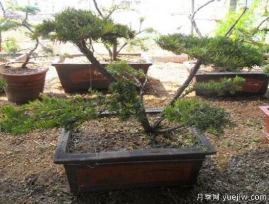 紅豆杉盆景怎么修剪，遵循兩點(diǎn)原則掌握六點(diǎn)方法(圖8)
