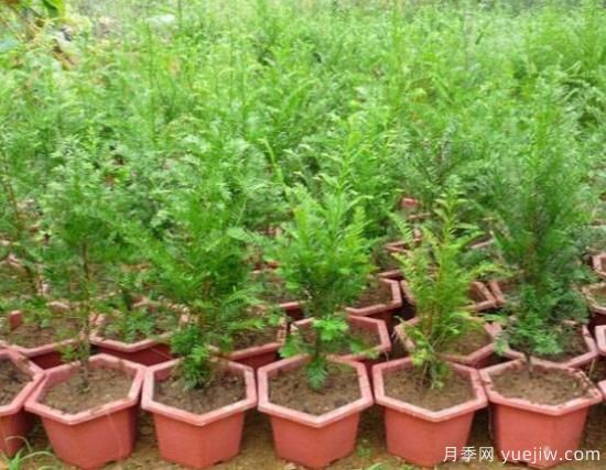 紅豆杉施什么肥好，紅豆杉施氮、磷、鉀肥***好(圖1)