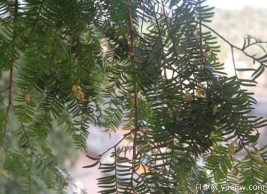 紅豆杉的花語是什么，紅豆杉代表著高雅、思念之情(圖2)