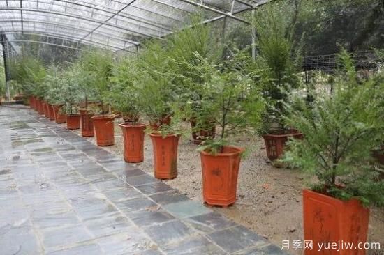 紅豆杉施什么肥好，紅豆杉施氮、磷、鉀肥***好(圖7)