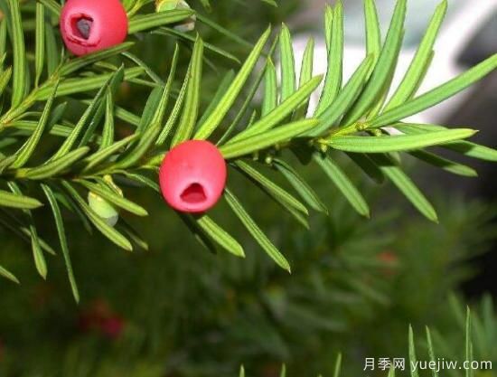 紅豆杉施什么肥好，紅豆杉施氮、磷、鉀肥***好(圖6)
