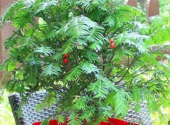 紅豆杉施什么肥好，紅豆杉施氮、磷、鉀肥***好(圖5)