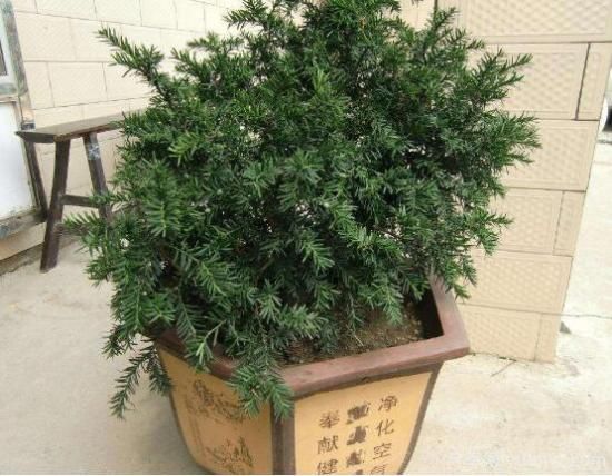 紅豆杉施什么肥好，紅豆杉施氮、磷、鉀肥***好(圖3)