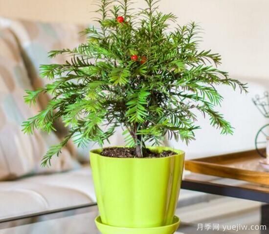 紅豆杉施什么肥好，紅豆杉施氮、磷、鉀肥***好(圖2)