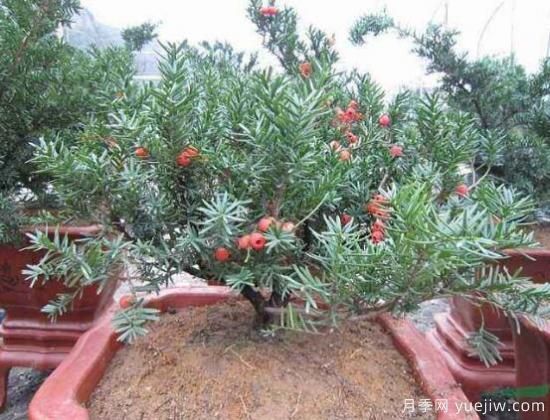 紅豆杉施什么肥好，紅豆杉施氮、磷、鉀肥***好(圖4)