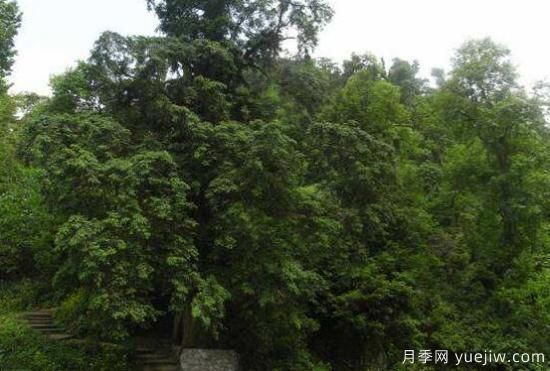 紅豆杉的花語是什么，紅豆杉代表著高雅、思念之情(圖1)