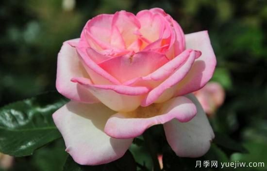 月季葉子發(fā)蔫的解決方法(圖1)