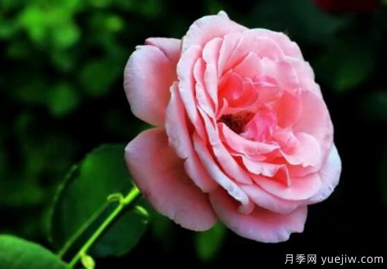 月季適合送給什么人，盤點送五個***適宜人(圖2)