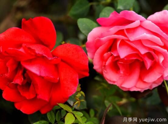 月季適合送給什么人，盤點送五個***適宜人(圖1)