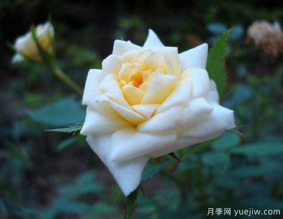月季適合送給什么人，盤點送五個***適宜人(圖3)