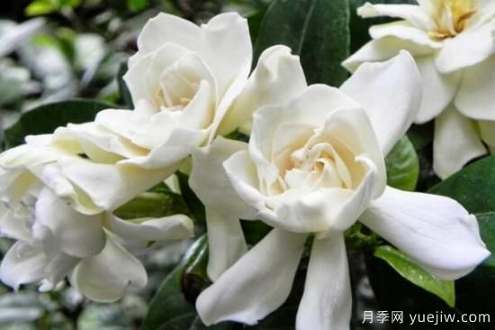 梔子花的花語，梔子花圖片大全(圖4)
