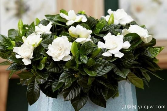 梔子花的花語，梔子花圖片大全(圖2)