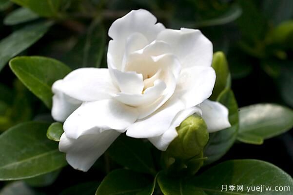 梔子花的花語，梔子花圖片大全(圖1)