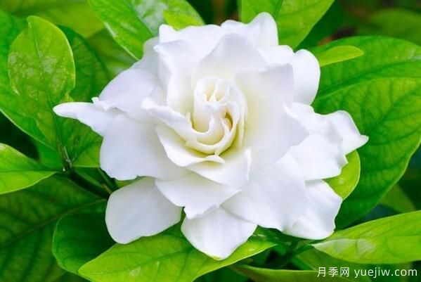 梔子花的花語，梔子花圖片大全(圖3)
