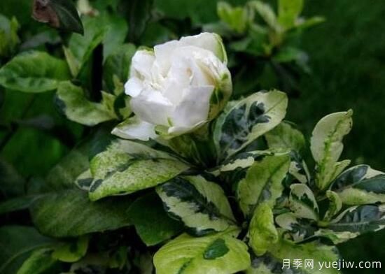 梔子花有哪些品種，梔子花品種圖片大全(圖5)