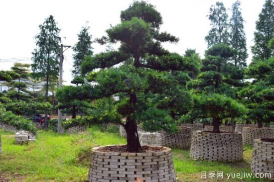 適合庭院種植的樹(shù)(圖3)