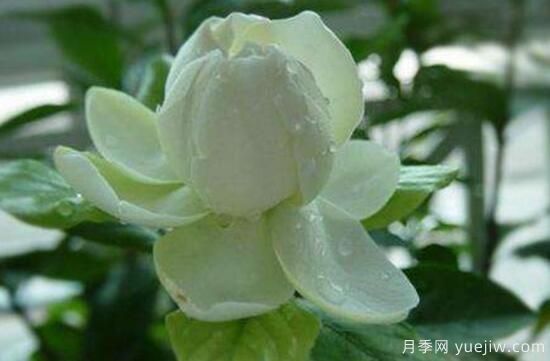 梔子花有哪些品種，梔子花品種圖片大全(圖1)