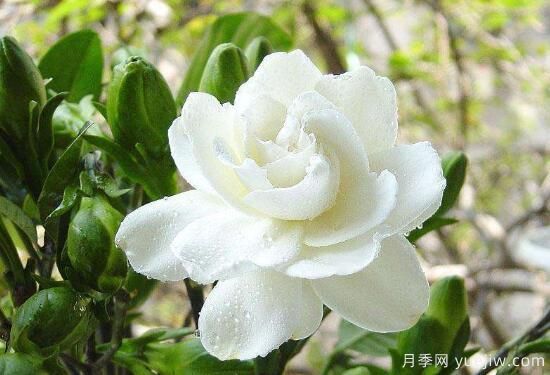 梔子花有哪些品種，梔子花品種圖片大全(圖6)