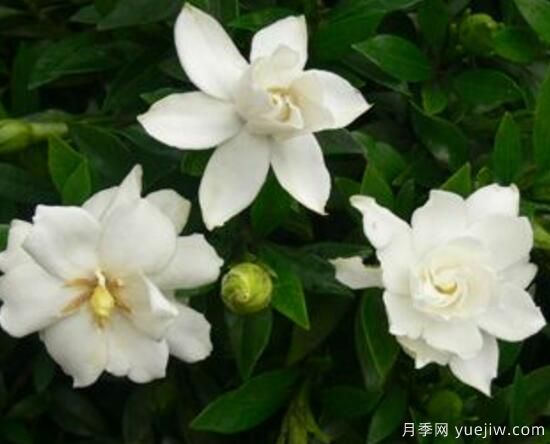 梔子花有哪些品種，梔子花品種圖片大全(圖8)
