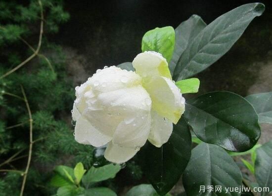 梔子花有哪些品種，梔子花品種圖片大全(圖4)