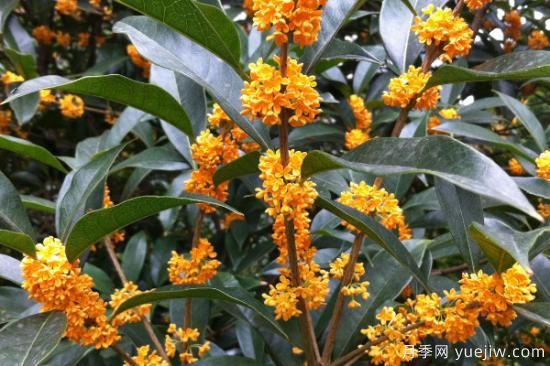 適合庭院種植的樹(shù)(圖2)