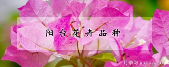 陽(yáng)臺(tái)花卉品種(圖1)