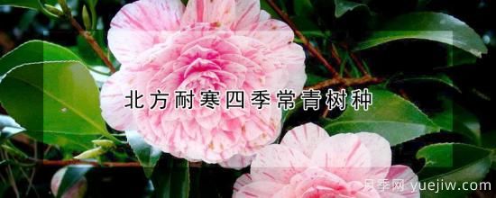 北方耐寒四季常青樹(shù)種(圖1)