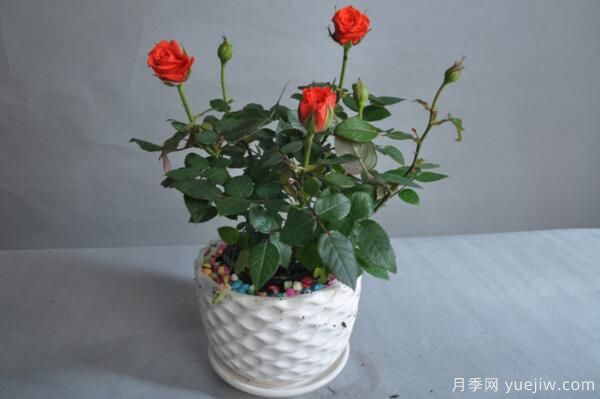 月季花品類大全，月季花的5大品種(圖6)
