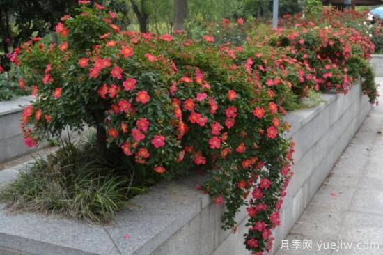 月季花品類大全，月季花的5大品種(圖3)
