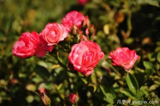 月季花品類大全，月季花的5大品種(圖4)