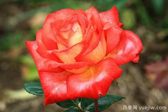 月季花品類大全，月季花的5大品種(圖5)