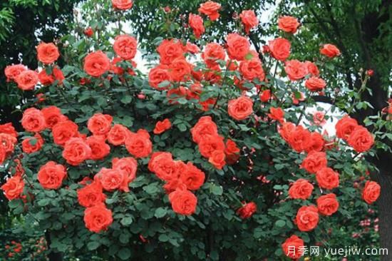 月季花品類大全，月季花的5大品種(圖1)