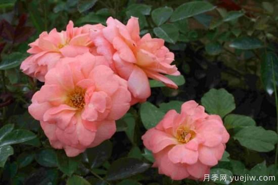 月季花品類大全，月季花的5大品種(圖2)