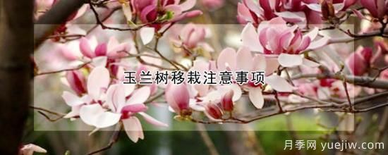 玉蘭樹(shù)移栽注意事項(xiàng)(圖1)