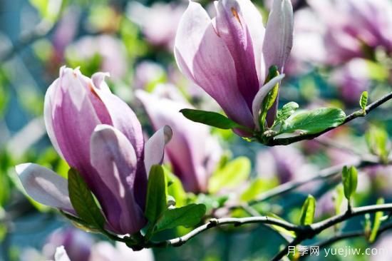 盆栽玉蘭花的養(yǎng)殖方法和注意事項(圖3)