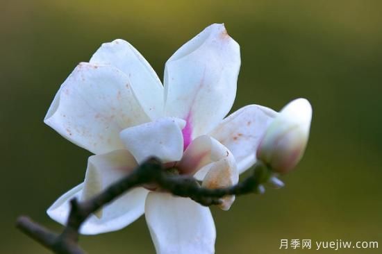 白玉蘭的養(yǎng)殖方法和注意事項水養(yǎng)(圖2)