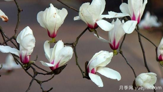 玉蘭樹的養(yǎng)殖方法和注意事項(xiàng)(圖1)