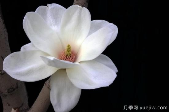 白玉蘭的養(yǎng)殖方法和注意事項水養(yǎng)(圖3)