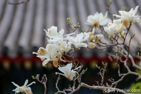玉蘭樹的養(yǎng)殖方法和注意事項(xiàng)(圖3)