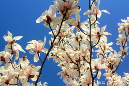 玉蘭樹的養(yǎng)殖方法和注意事項(xiàng)(圖2)