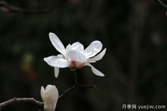白玉蘭花的養(yǎng)殖方法和注意事項(圖3)