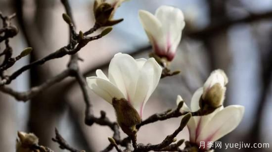 白玉蘭花的養(yǎng)殖方法和注意事項(圖1)