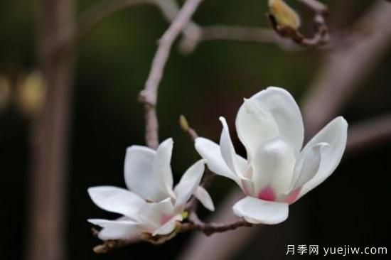 白玉蘭花的養(yǎng)殖方法和注意事項(圖2)