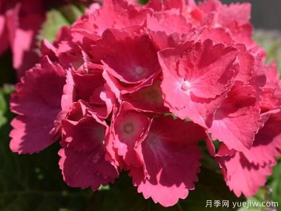 繡球花有哪些品種，繡球花品種圖片大全(圖3)